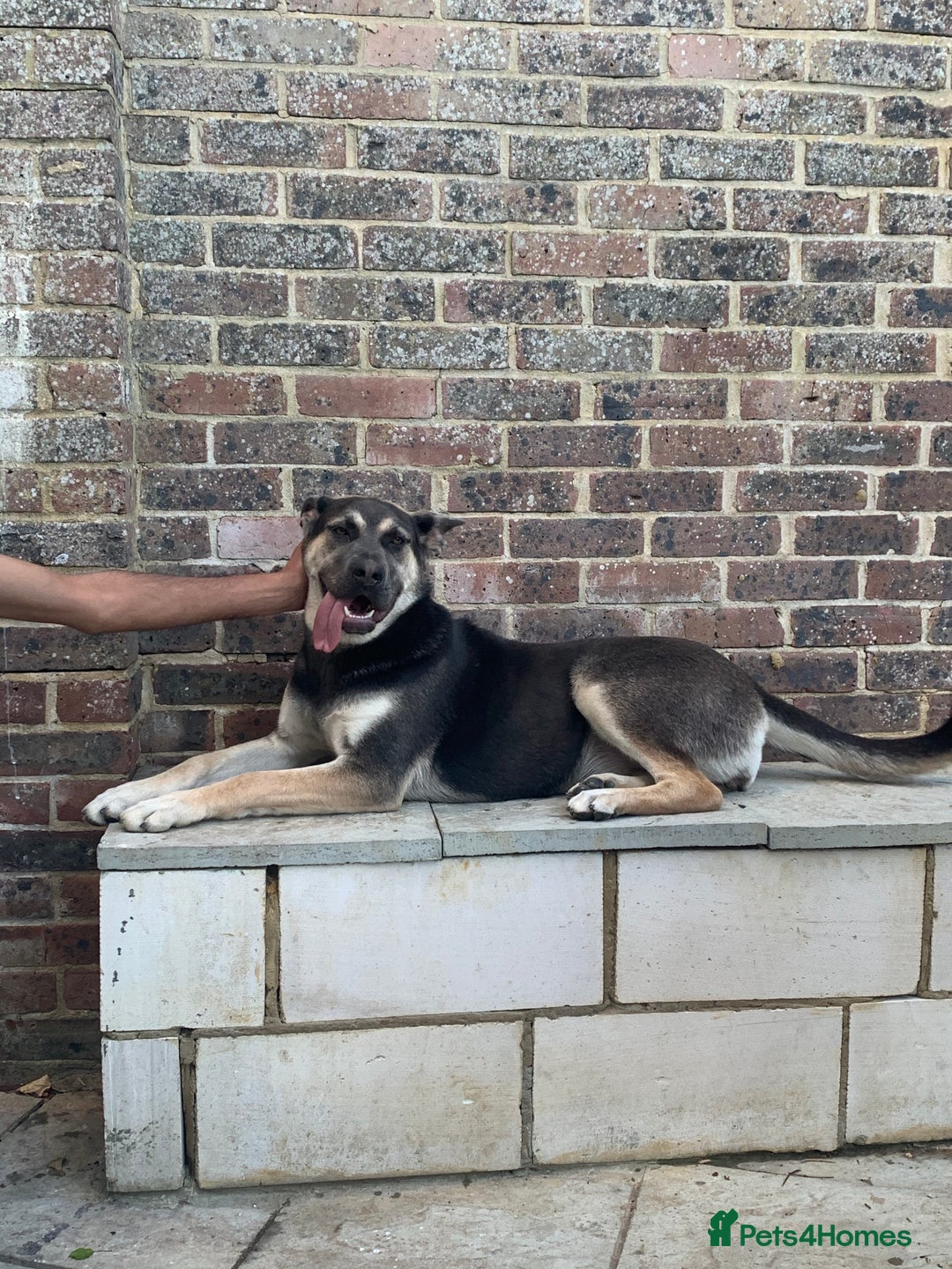Mixed Breed dogs for sale: Cane Corps X German Shepherd  - Image 1
