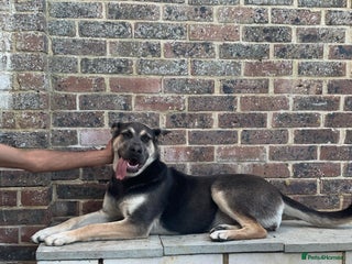 Mixed Breed dogs - Advert 24