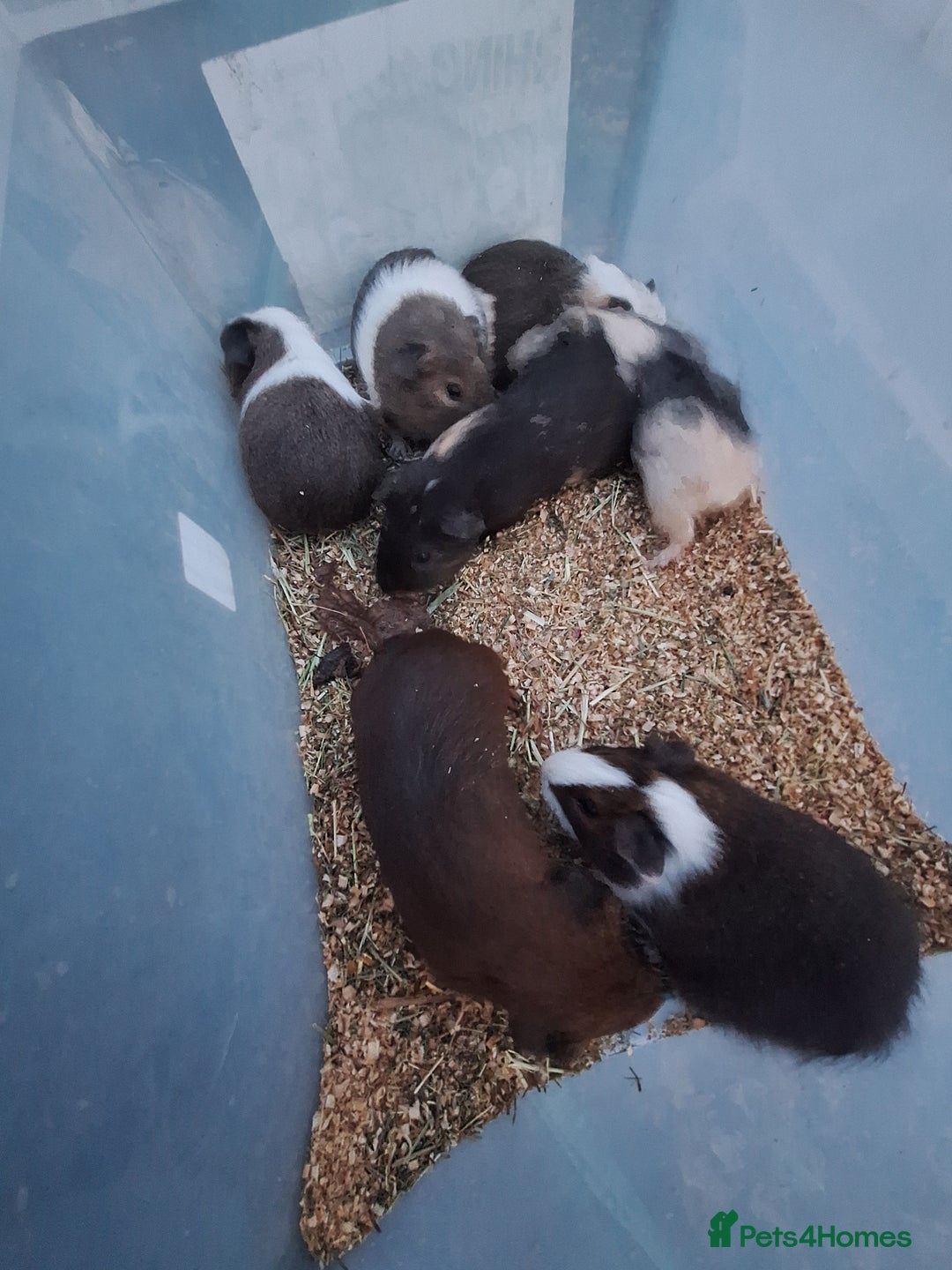 Guinea Pig rodents for sale: Baby male guinea pigs for sale £25 each  - Advert 4
