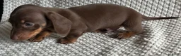 Miniature Dachshund dogs for sale: 💙Ready now💙 tiny miniature boy PRA clear  - Advert 2