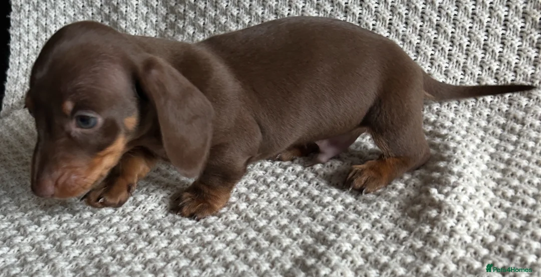 Miniature Dachshund dogs for sale: 💙Ready now💙 tiny miniature boy PRA clear  - Advert 2