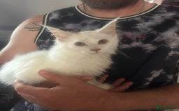 Maine Coon cats for sale: TICA Registered Maine Coon Kittens. Ready NOW in Doncaster - Image 1