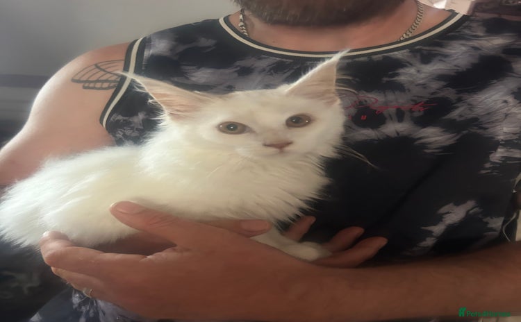 Maine Coon cats in Doncaster - Advert 13