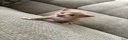British Longhair cats for sale: Stunning Cream male kitten - Advert 6