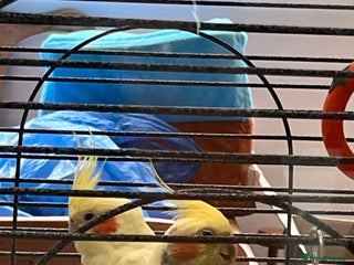 Cockatiels birds - Advert 27