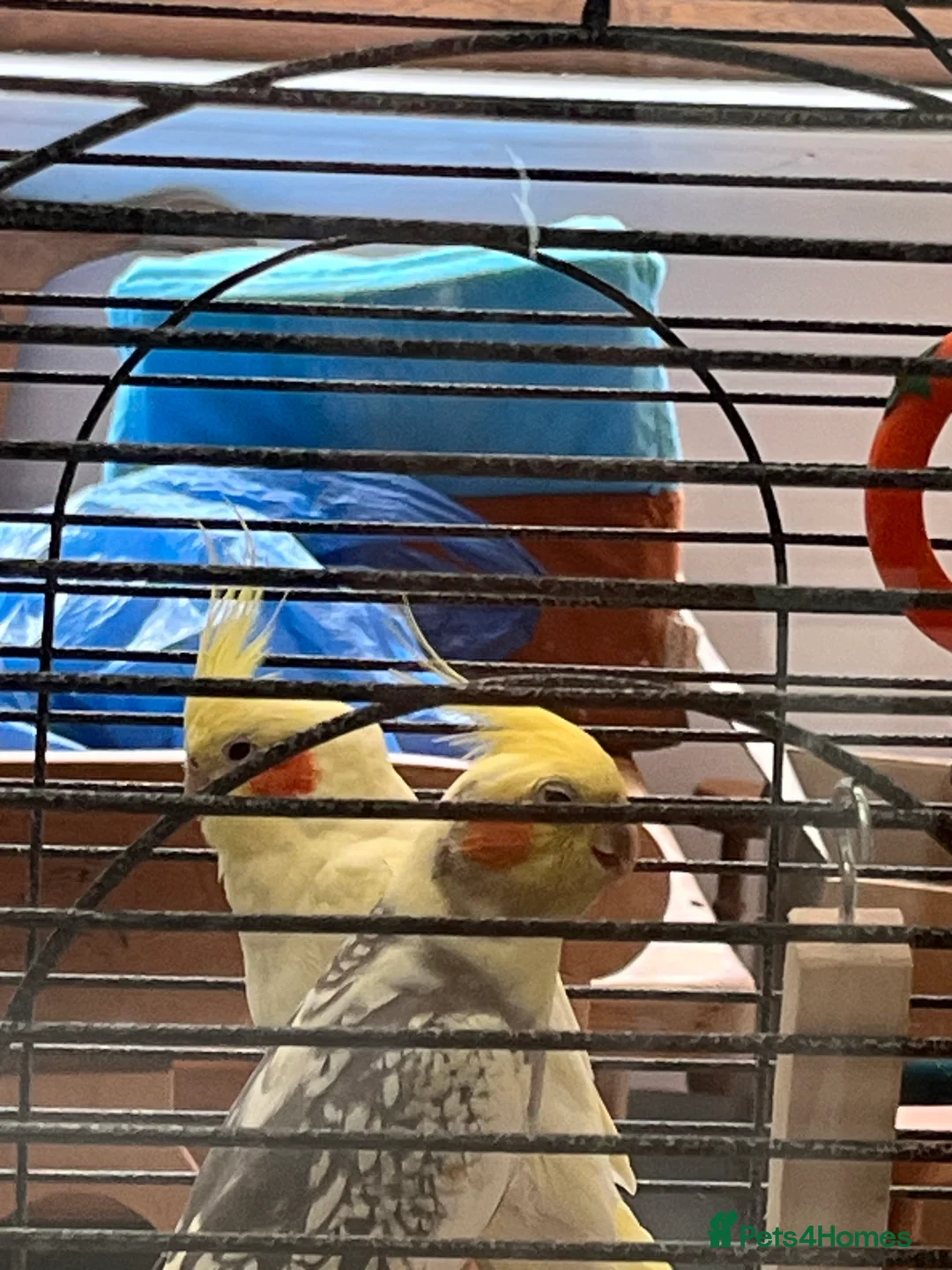 Cockatiels birds for sale: Pair of young cockatiels  - Advert 1