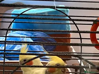 Cockatiels birds Pair of young cockatiels - Advert 5