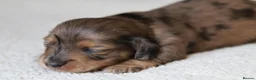 Miniature Dachshund dogs for sale: 5*Licensed+KCreg+Vetchecked+PRAclear+LONG HAIRED - Advert 19