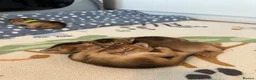 Abyssinian cats for sale: Abyssinian kittens 🌟😻🌟 - Advert 27