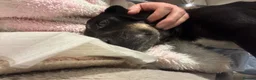 Mixed Breed dogs for adoption: Stella 🩷 in Dorchester - Advert 4