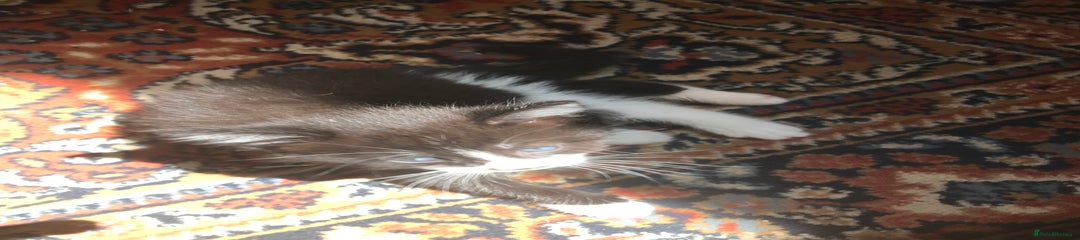Mixed Breed Kitten 2