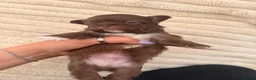 Chihuahua dogs for sale: Stunning Thai lines chocolate male  - Advert 14