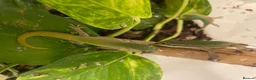 Gecko reptiles for sale: Mauritian Blue Tailed Gecko Phelsuma cepediana in Bracknell - Advert 3