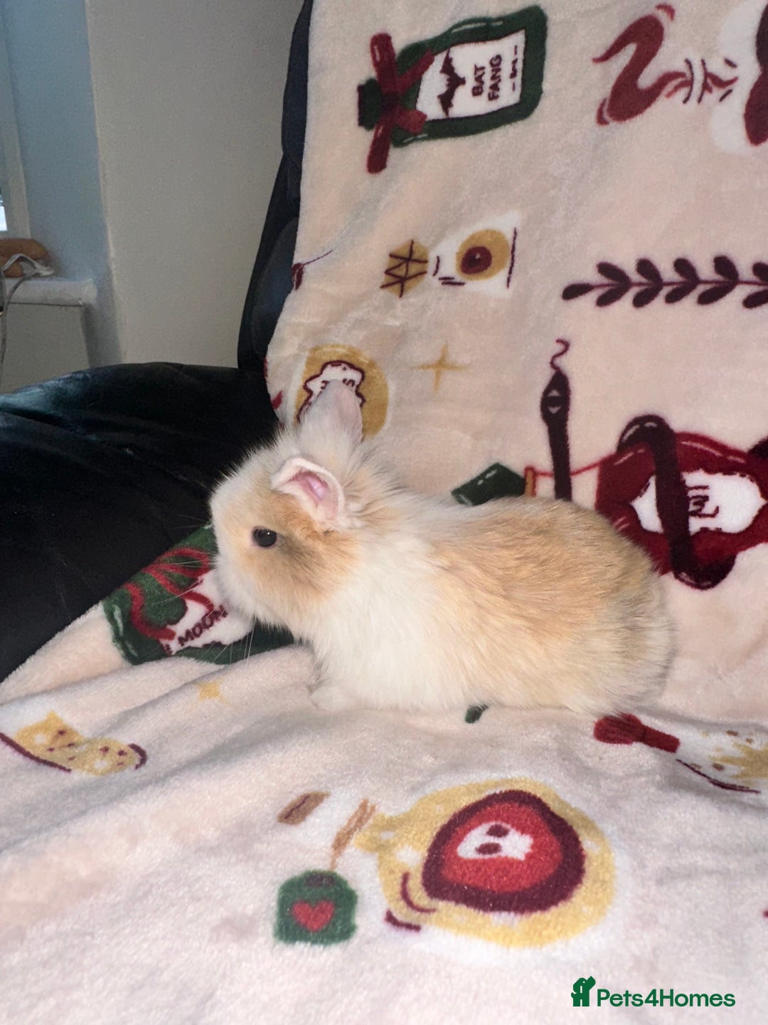 Mini Lop rabbits for sale: Adorable Baby Mini Lops Looking for Loving Homes - Advert 11