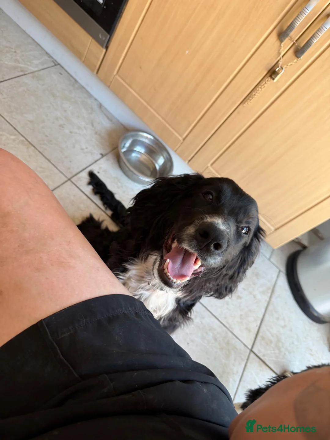 Cocker Spaniel dogs for sale: Working cocker spaniel puppy - Advert 1