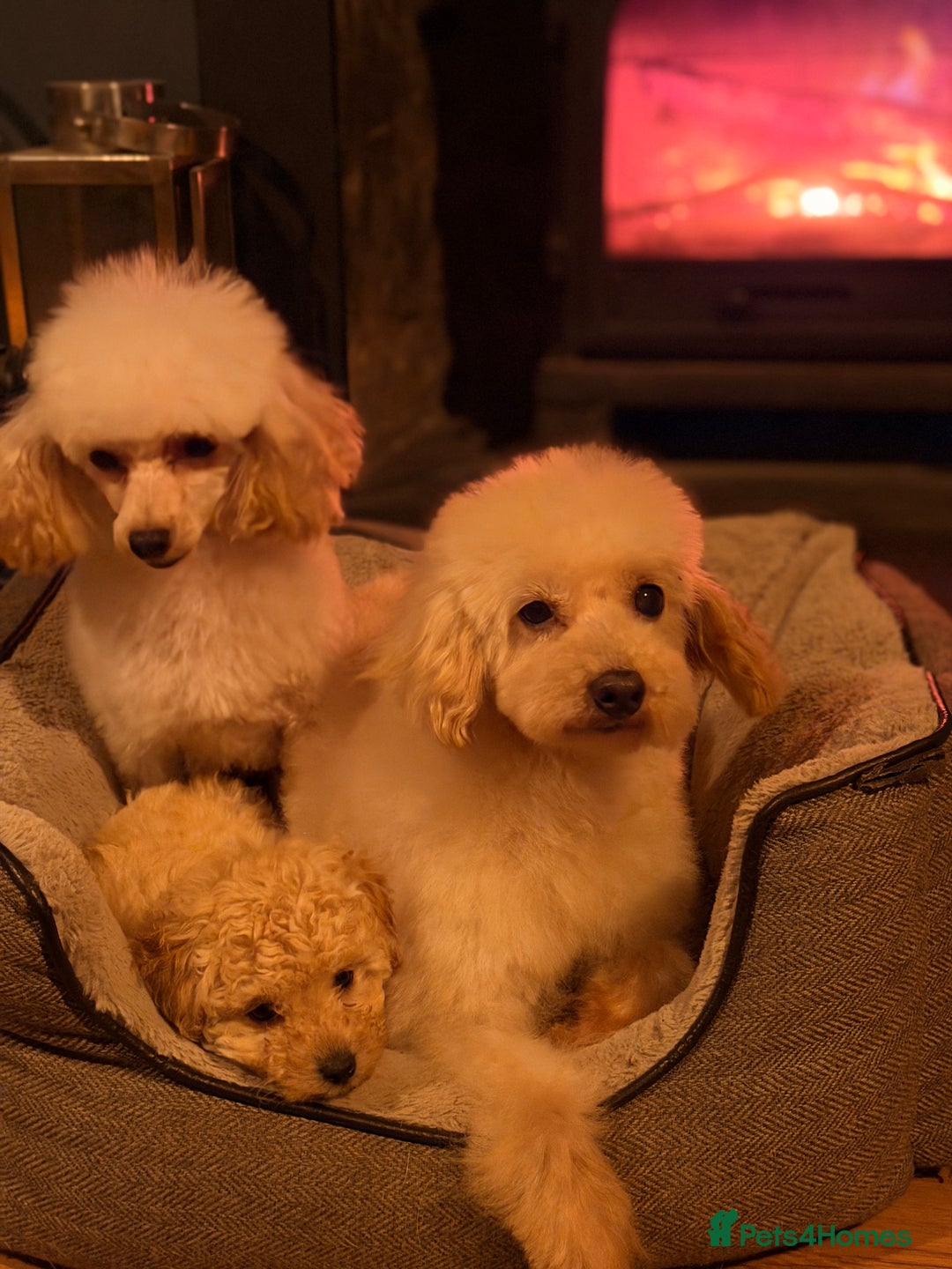 Toy Poodle dogs for sale: Toy Poodle puppy - Advert 5
