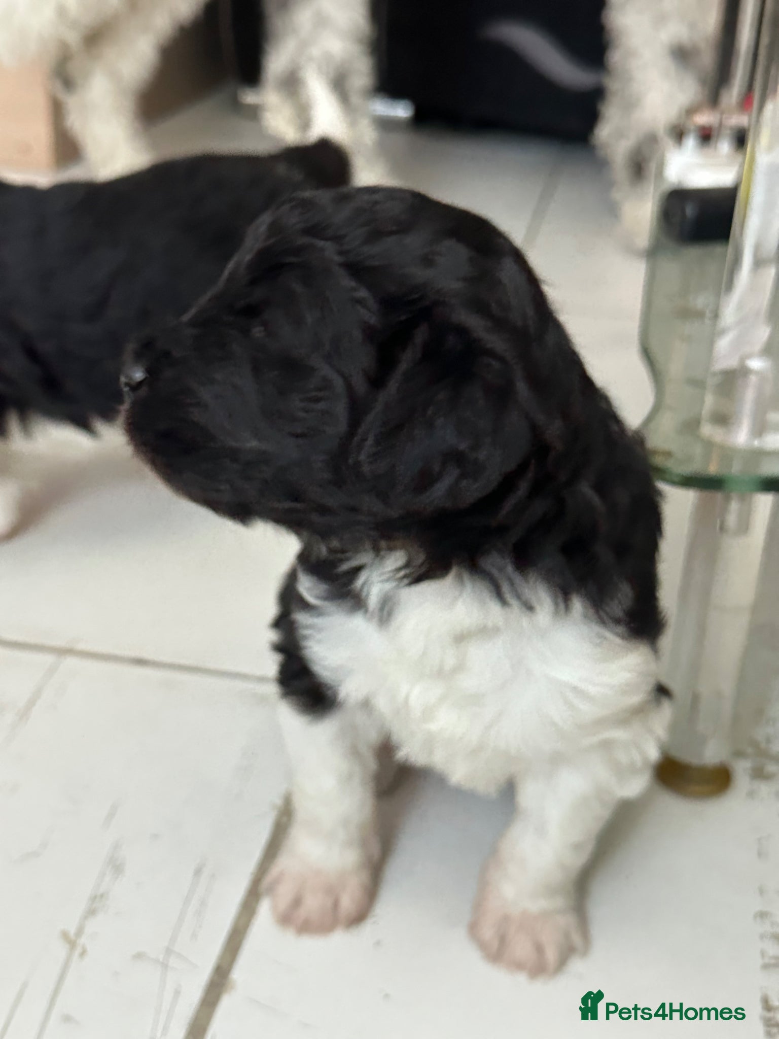 Mixed Breed dogs Parti bernedoodles - Advert 12