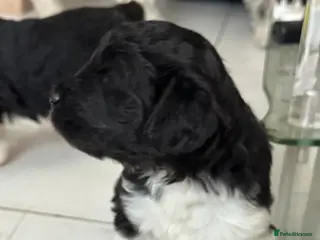 Mixed Breed dogs Parti bernedoodles - Advert 13