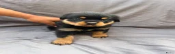 Rottweiler dogs for sale: Rottweiler pups - Advert 31