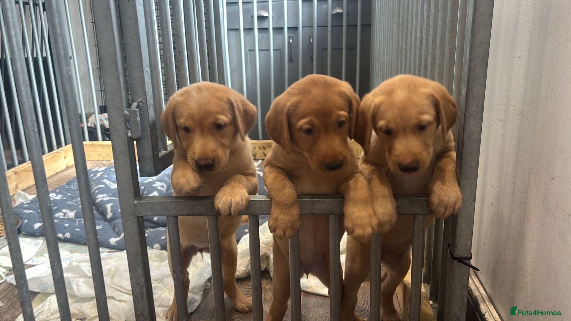 Labrador Retriever dogs 3 Beautiful labrador puppies ❤️ - Advert 1