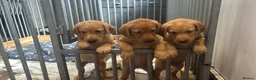 Labrador Retriever dogs for sale: 3 Beautiful labrador puppies ❤️ - Advert 1