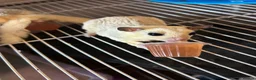 Sugar Glider rodents for sale: Male sugar glider - Advert 3