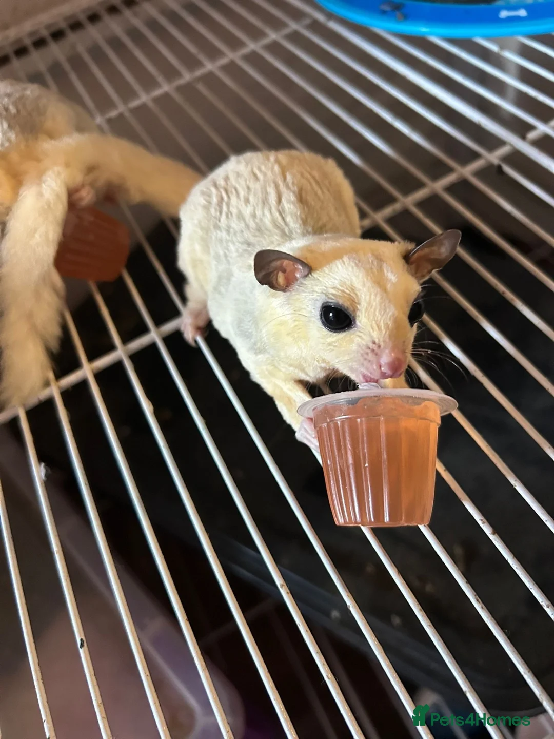 Sugar Glider rodents for sale: Male sugar glider - Advert 3