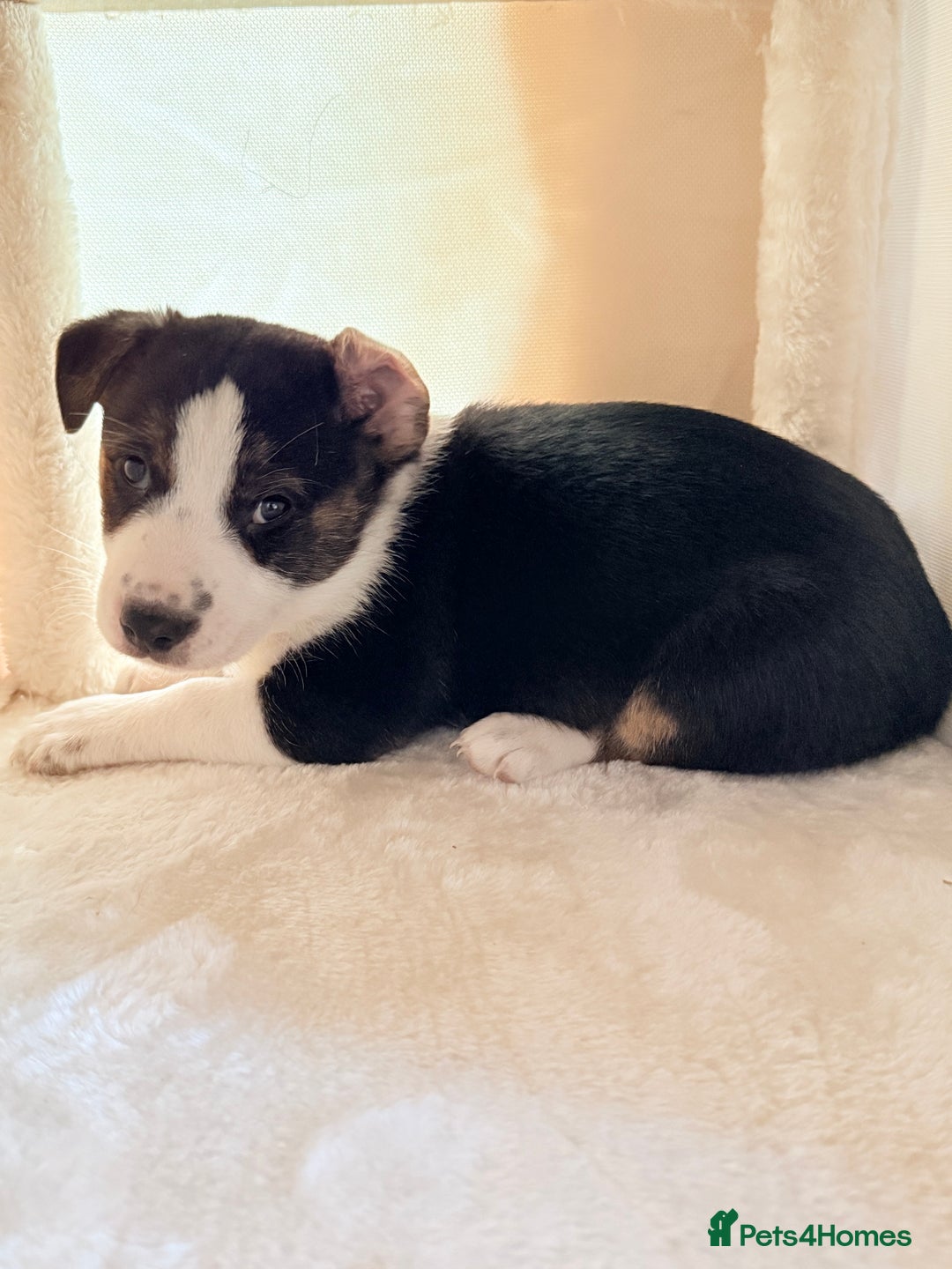 Mixed Breed dogs for sale: Cheeky trio looking for forever homes  - Advert 9