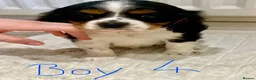 Cavalier King Charles Spaniel dogs for sale: Pure king charles cavalier puppys - Advert 15