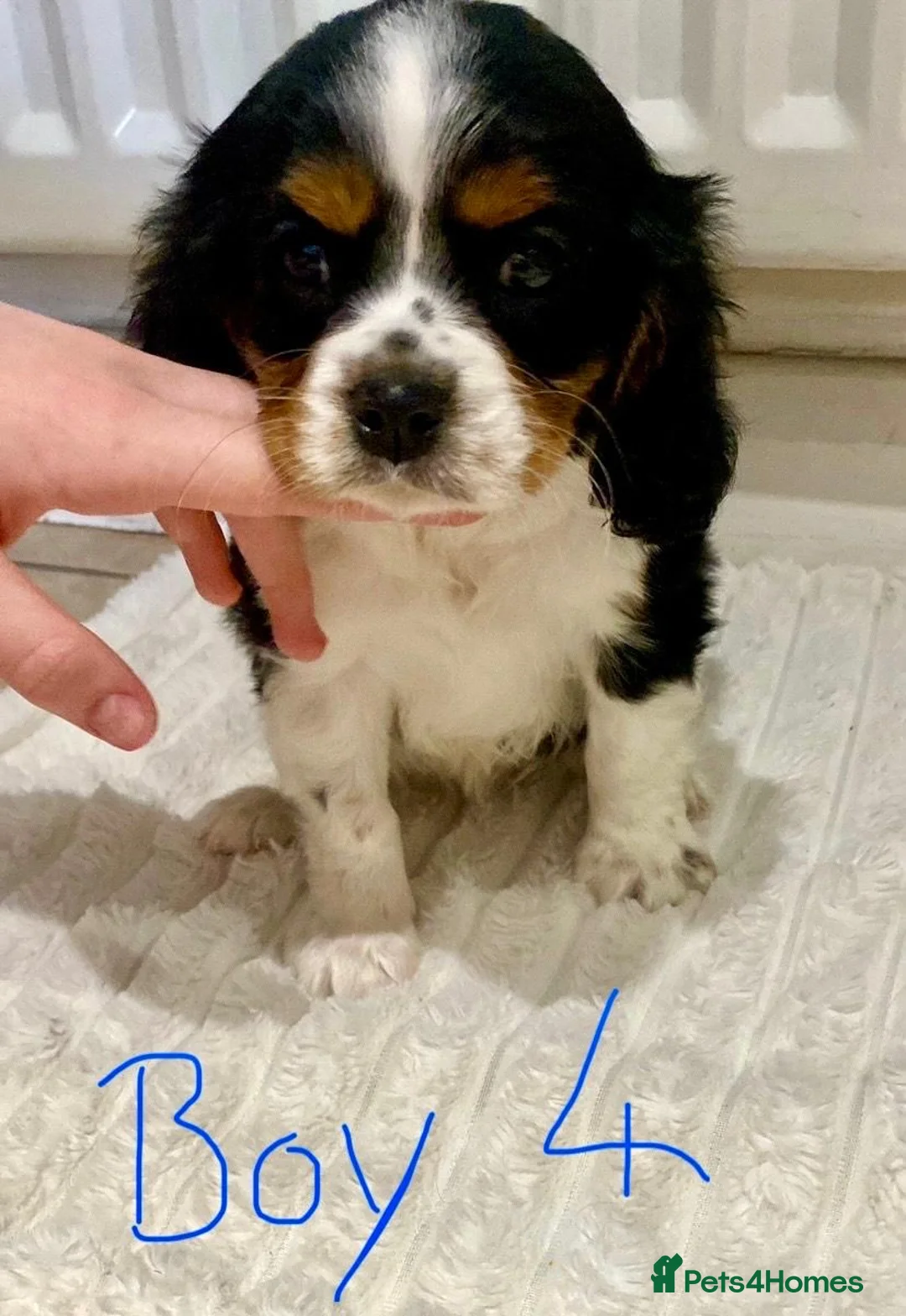 Cavalier King Charles Spaniel dogs for sale: Pure king charles cavalier puppys - Advert 15