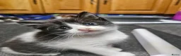 Mixed Breed cats for sale: 3 boys and 2 girl kittens for sale - Advert 2