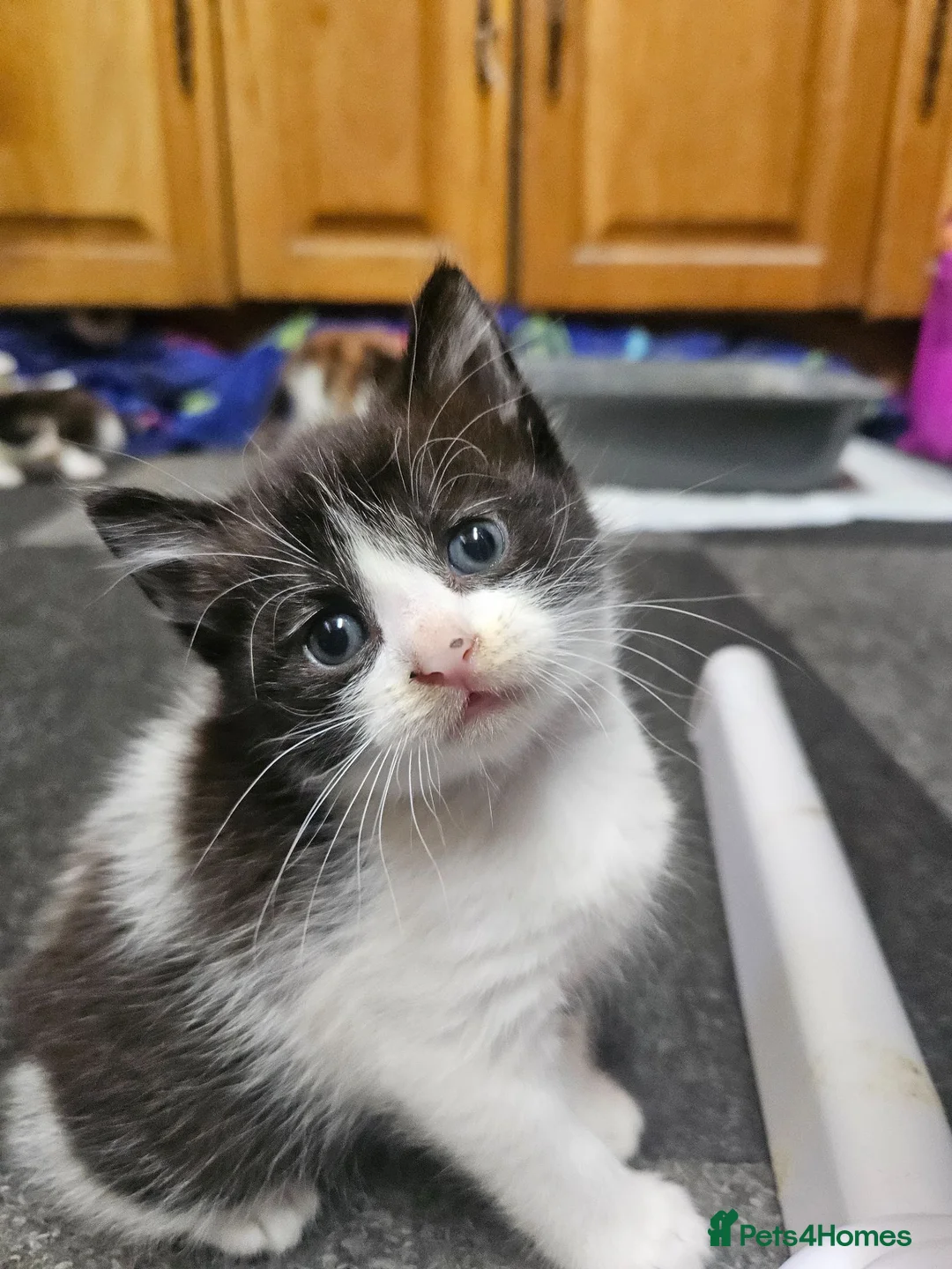 Mixed Breed cats for sale: 3 boys and 2 girl kittens for sale - Advert 2
