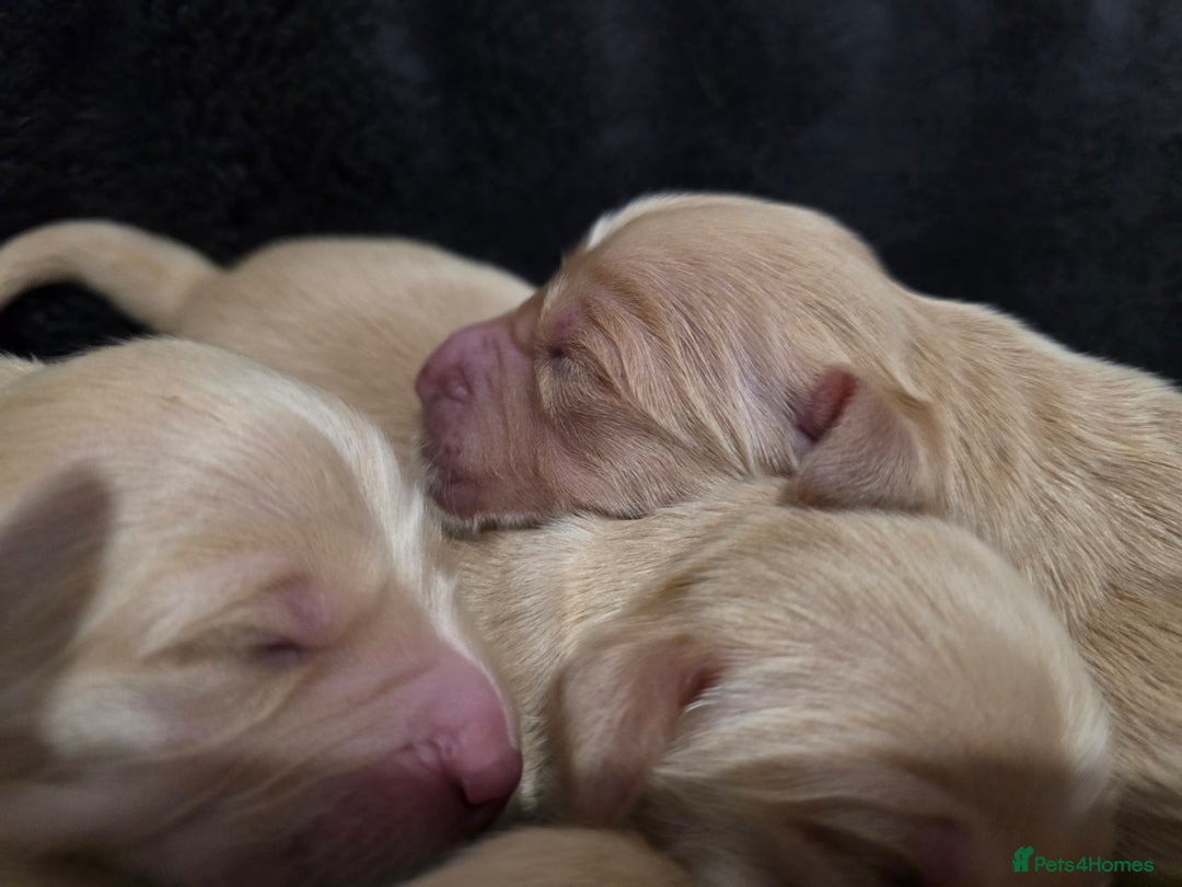 Golden Retriever dogs for sale: Beautiful and Loving Golden Retriever Puppies 🐶  - Advert 5