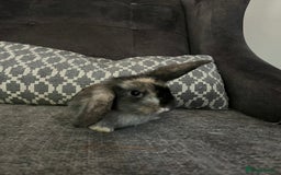 Mini Lop rabbits for sale: Mini lop baby bunnies - Image 6