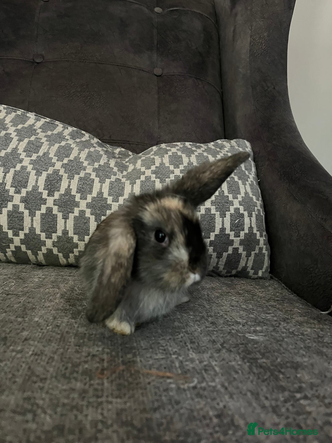 Mini Lop rabbits for sale: Mini lop baby bunnies - Image 6