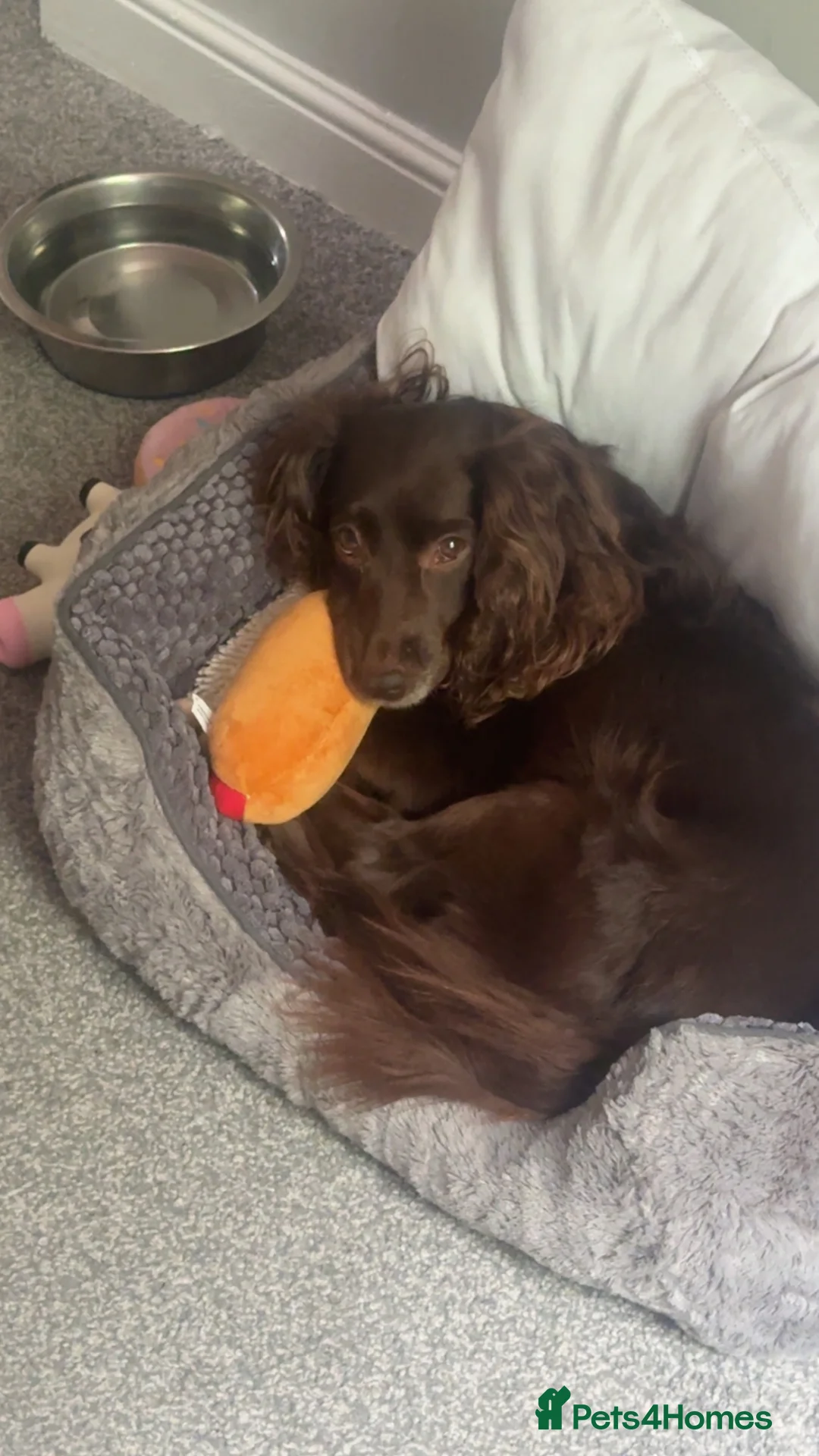 Sprocker dogs for sale: Sprocker X springer spaniel  in Barnsley - Advert 1