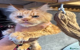 Maine Coon cats for sale: Purebred Maine Coon Kitten 2 FEMALES - Image 13