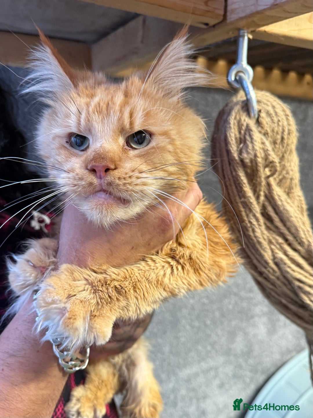 Maine Coon cats for sale: Purebred Maine Coon Kitten 2 FEMALES - Image 13