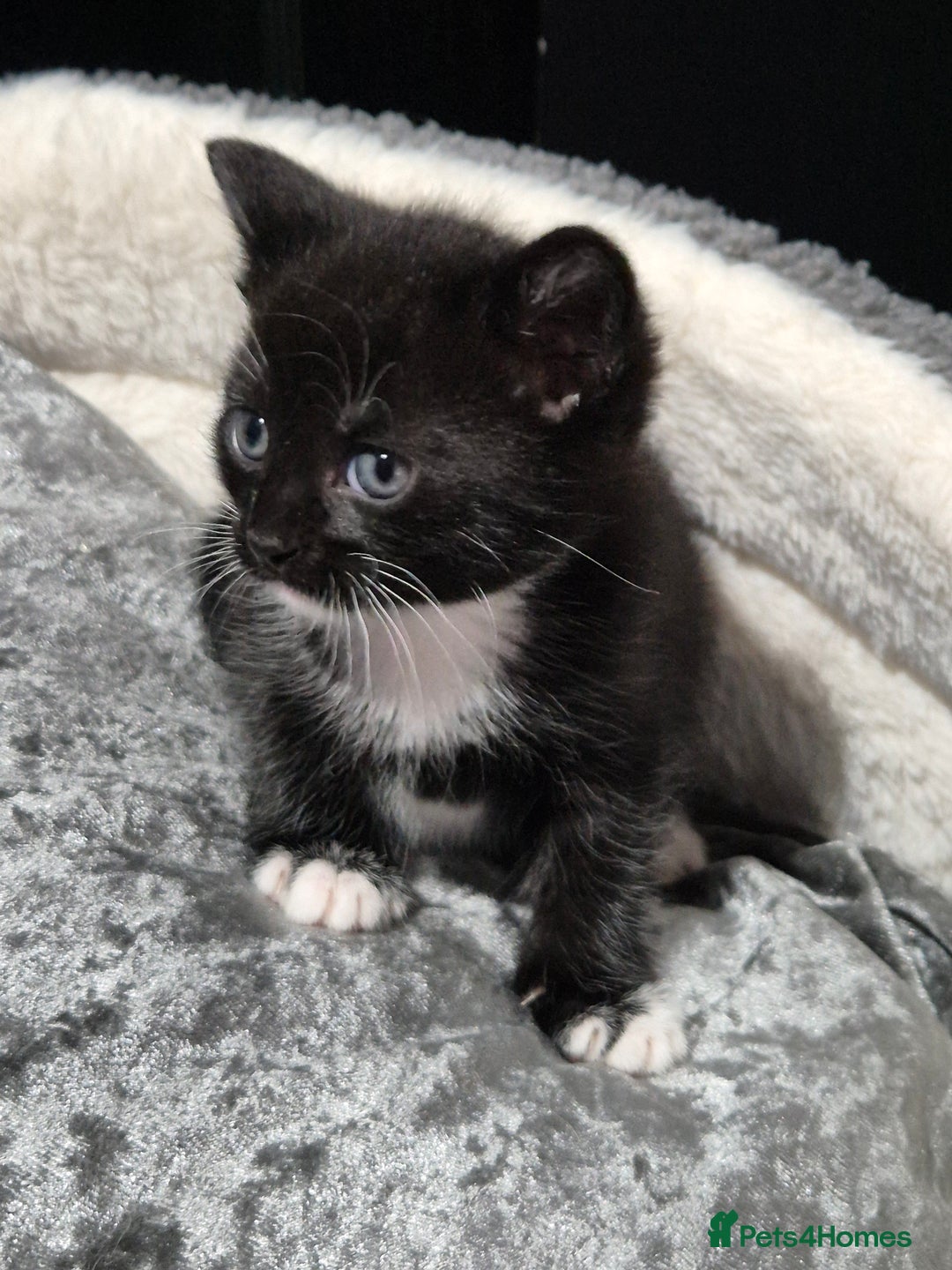 Mixed Breed cats for sale: Male kittens - Advert 11