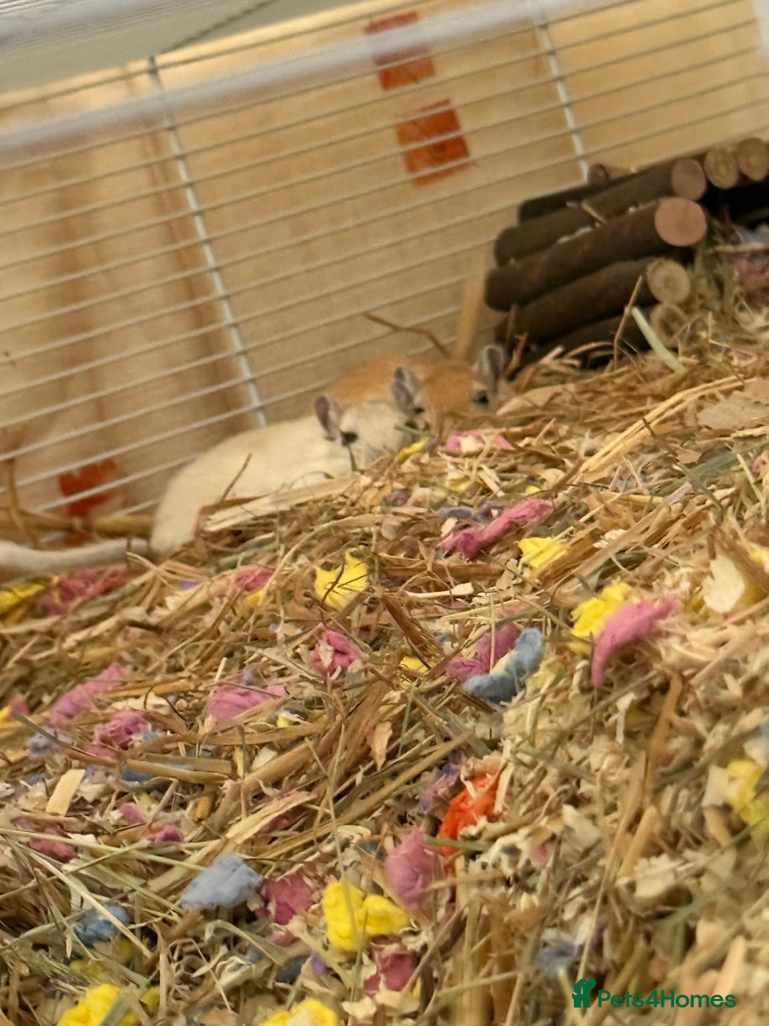 Gerbil rodents for sale: 2 male gerbils for sale  - Image 2