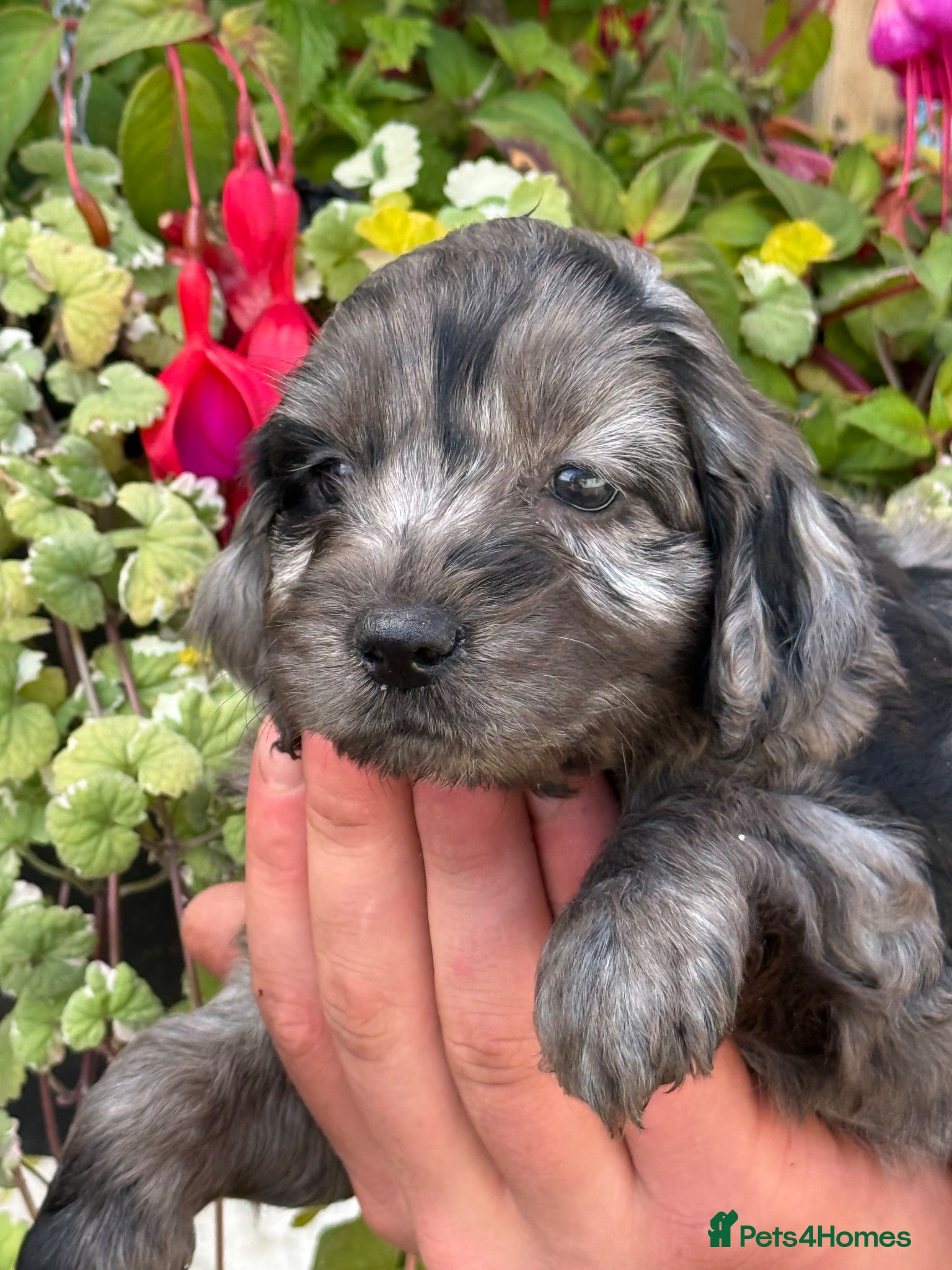 Cockapoo dogs Stunning F1 Cockapoos - Advert 16