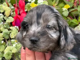 Cockapoo dogs Stunning F1 Cockapoos - Advert 16