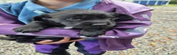 Springador dogs for sale: Springerdor puppies for sale - Advert 5