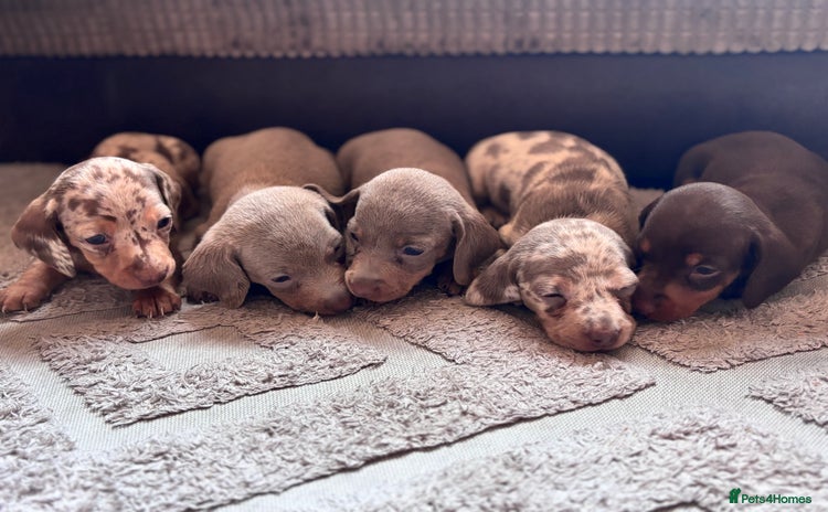 Miniature Dachshund dogs - Advert 4