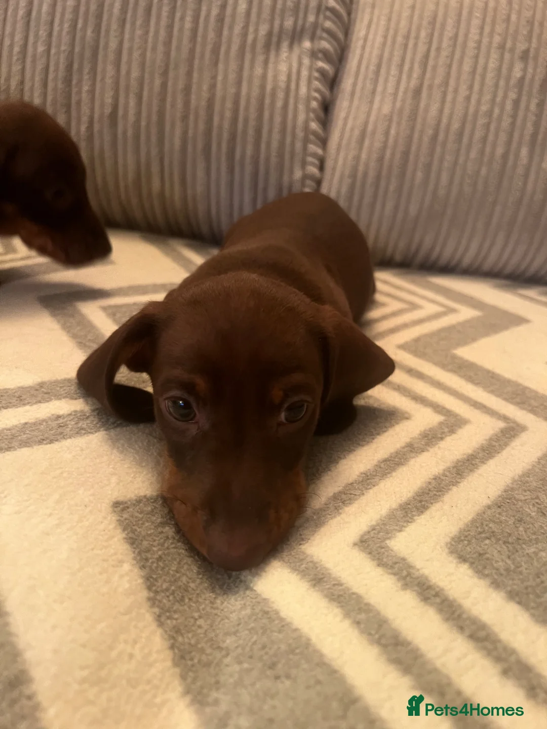 Miniature Dachshund dogs for sale: Lovely chocolate brown miniature dachshund in Boston - Advert 1