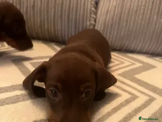 Miniature Dachshund dogs Lovely chocolate brown miniature dachshund - Advert 15