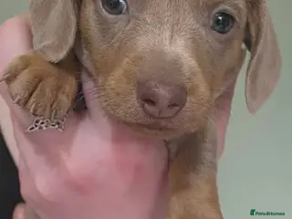 Miniature Dachshund dogs 🤍 Health Tested KC Miniature Dachshund Puppys 🤍 - Advert 22