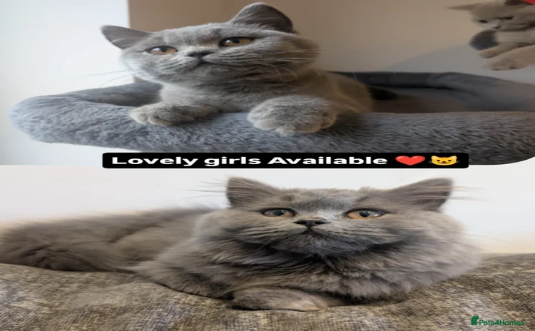 British Shorthair cats - Advert 1