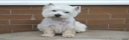 West Highland Terrier dogs for stud: Quality proven stud dogs in Doncaster - Advert 10