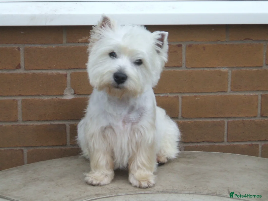 West Highland Terrier dogs for stud: Quality proven stud dogs in Doncaster - Advert 10